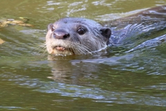 Lutrogale perspicillata