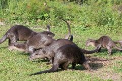 Lutrogale perspicillata