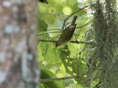 Leiothlypis peregrina