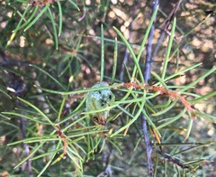 Hakea mitchellii
