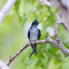 Hemiprocne longipennis