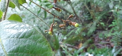 Ocotea macrophylla