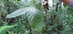 Ocotea macrophylla