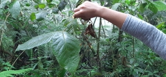 Ocotea macrophylla