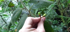 Ocotea macrophylla