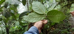 Ocotea macrophylla
