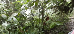 Ocotea macrophylla