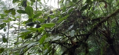 Ocotea macrophylla