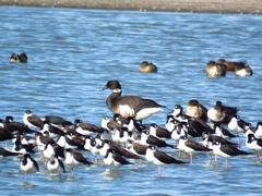 Branta bernicla nigricans