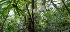 Ocotea macrophylla