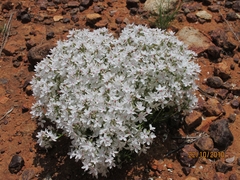 Macgregoria racemigera