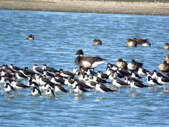 Branta bernicla nigricans