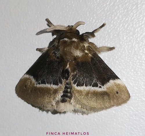 Podalia prolecta