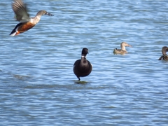 Branta bernicla nigricans