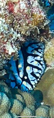 Phyllidia varicosa image