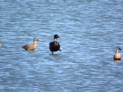 Branta bernicla nigricans