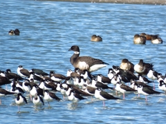 Branta bernicla nigricans