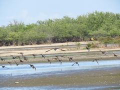Branta bernicla nigricans