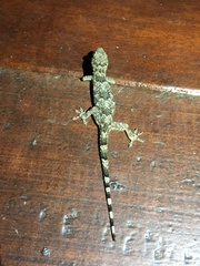 Hemidactylus mabouia