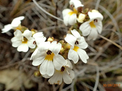 Euphrasia monroi