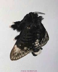 Podalia thanatos