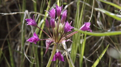 Allium peninsulare