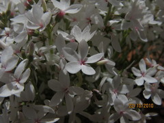 Macgregoria racemigera