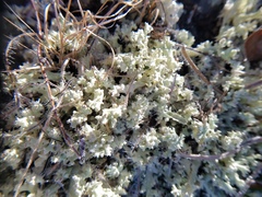Cladonia caroliniana