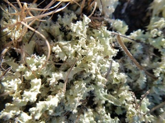 Cladonia caroliniana