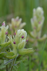 Castilleja pallida