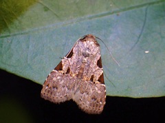 Chorsia