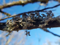 Heterodermia echinata