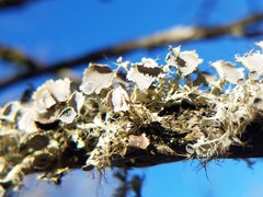 Heterodermia echinata