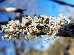 Heterodermia echinata