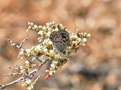 Euphilotes enoptes dammersi
