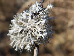 Heterodermia echinata