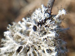 Heterodermia echinata