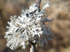 Heterodermia echinata