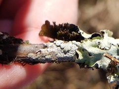 Pertusaria epixantha