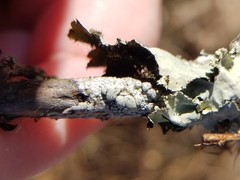 Pertusaria epixantha