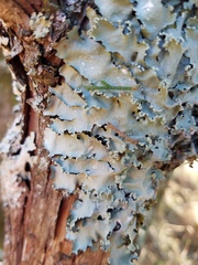 Parmotrema subisidiosum