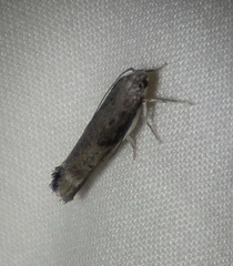 Xylorycta melaleucae