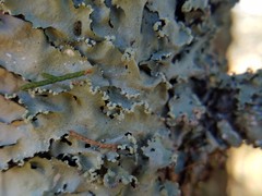 Parmotrema subisidiosum