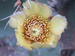 Opuntia