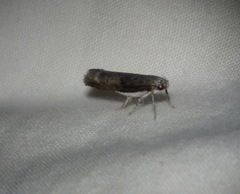 Xylorycta melaleucae