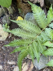 Goniopteris tetragona