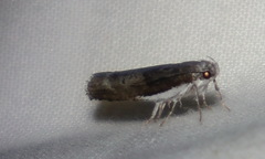 Xylorycta melaleucae