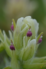 Castilleja pallida