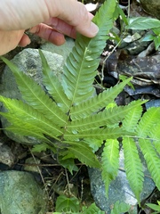 Goniopteris tetragona