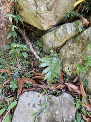 Goniopteris tetragona